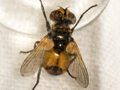 Cistogaster globosa